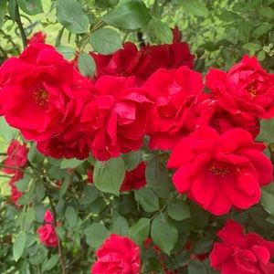 Meet your Posher, Evie